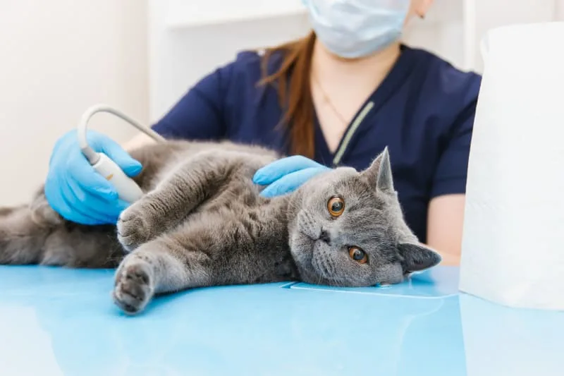 Cats & Colds: Can They Get Them & What To Do?