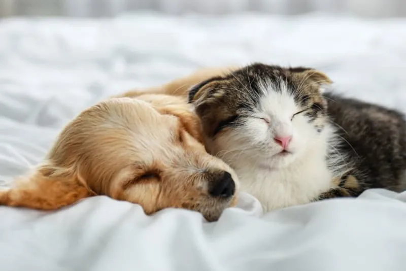Puppy & Kitten: Are They a Good Match?