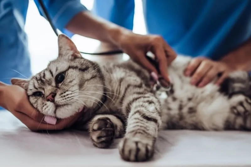 Cat Parvovirus Symptoms
