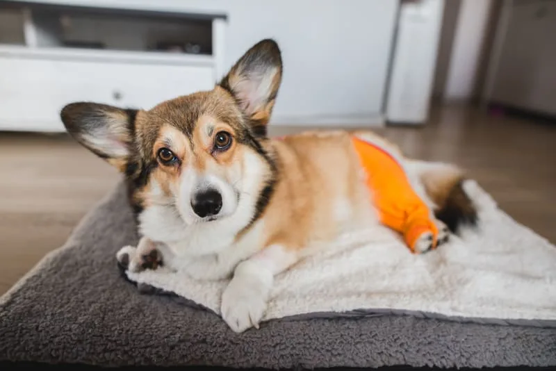 Dog Knee Surgery