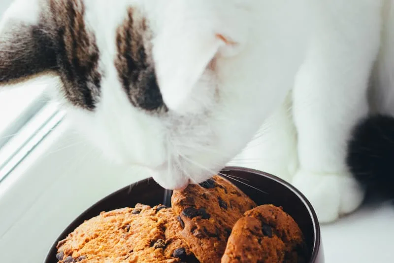 Can Cats Eat Chocolate?