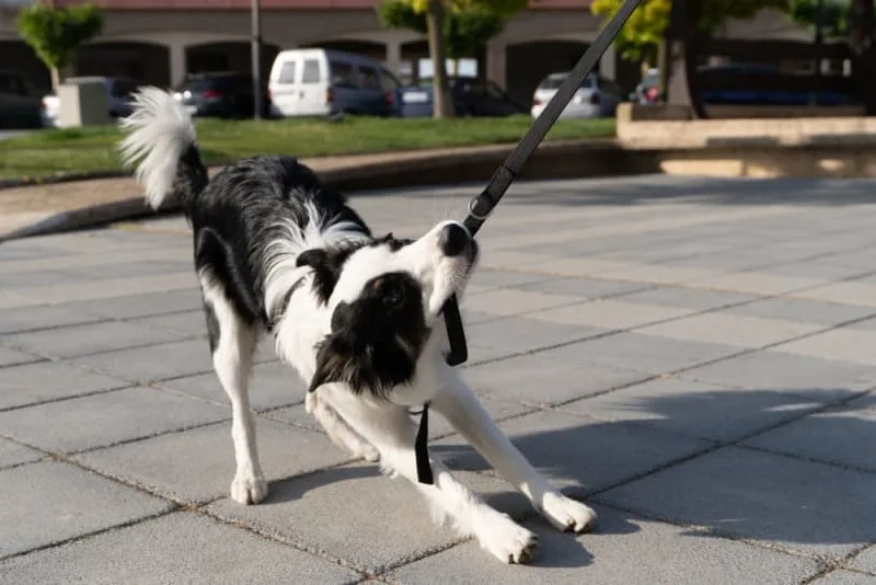 How to Deal with Leash Aggression in Dogs