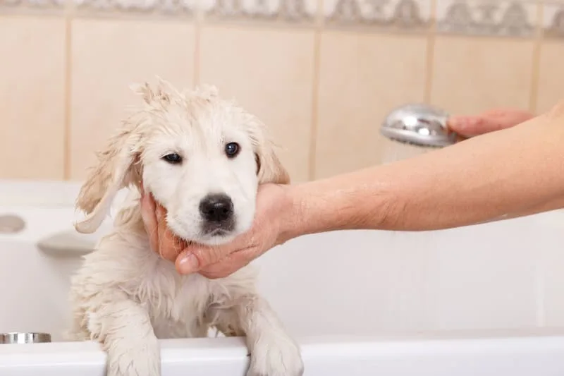 Puppy Grooming