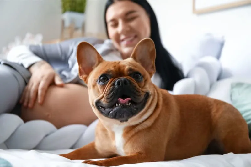What is the difference between pet insurance and a pet wellness plan?
