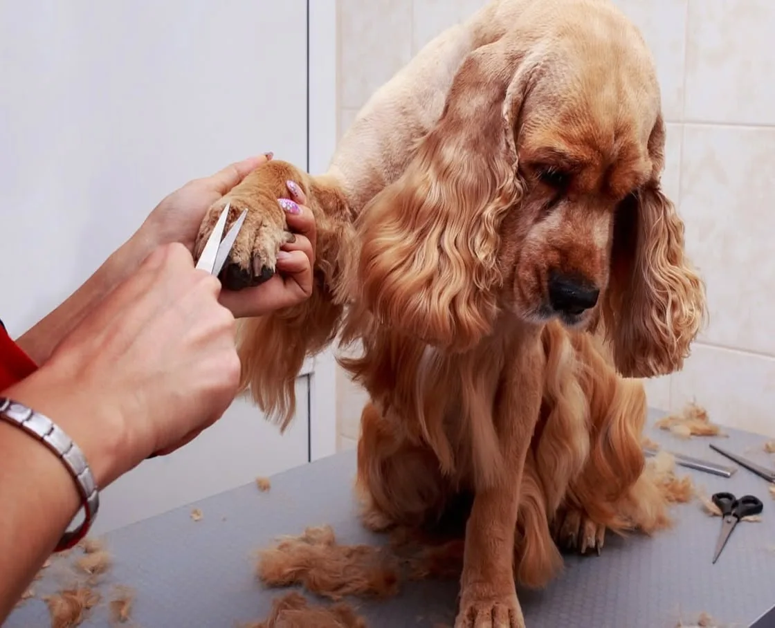 Light-brown Cocker Spaniel on a grooming table having the fur around its paw trimmed with scissors.