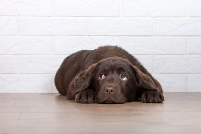 Hookworm in Dogs: Prevention