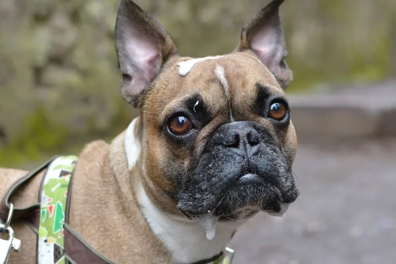 Why Dogs Drool & How To Stop It