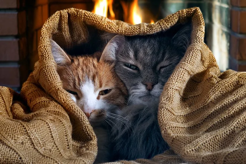 Cat Colds - What They Are & How To Help Your Cat Feel Better