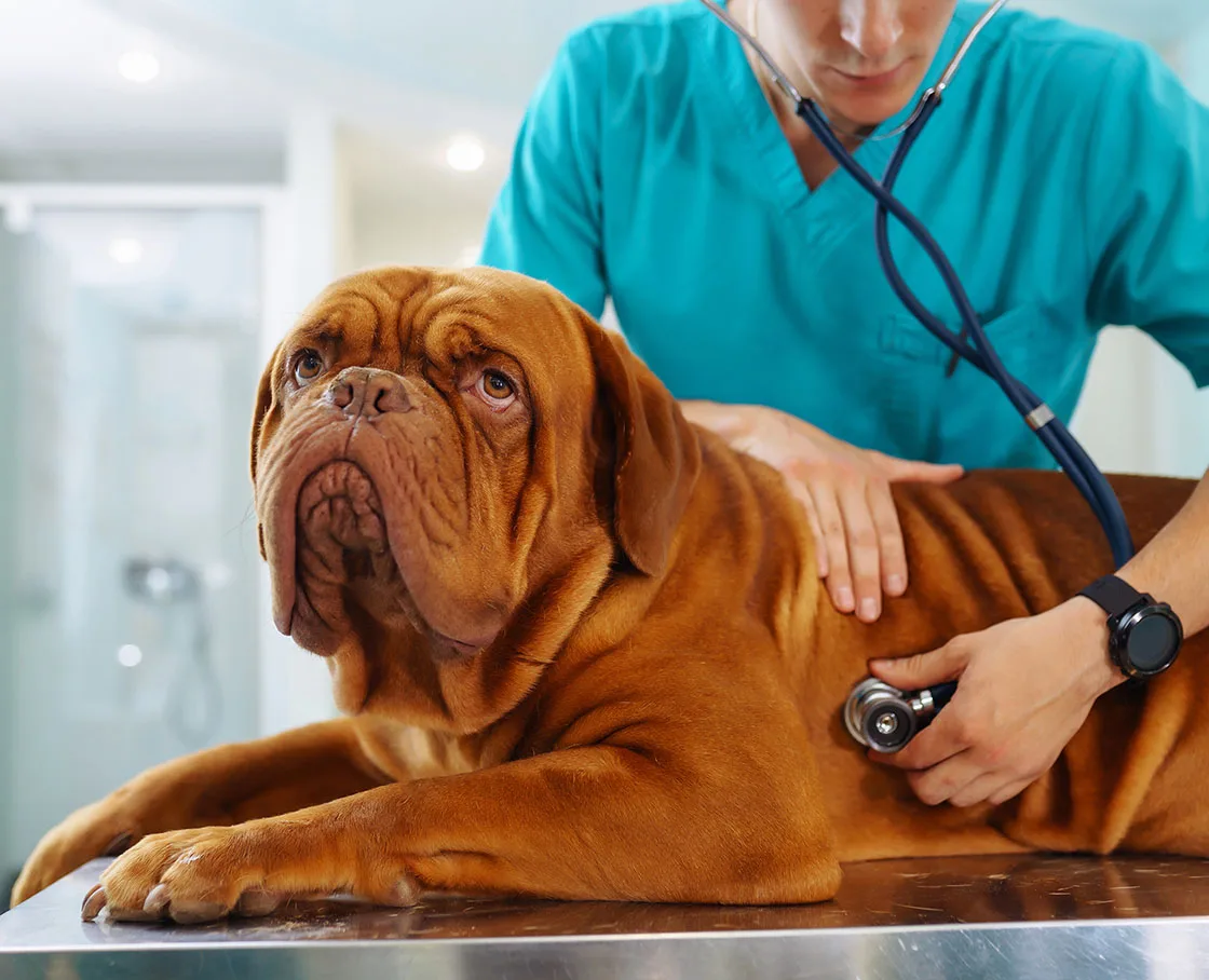 veterinary Internal medicine bog dark orange dog with stethoscope near side