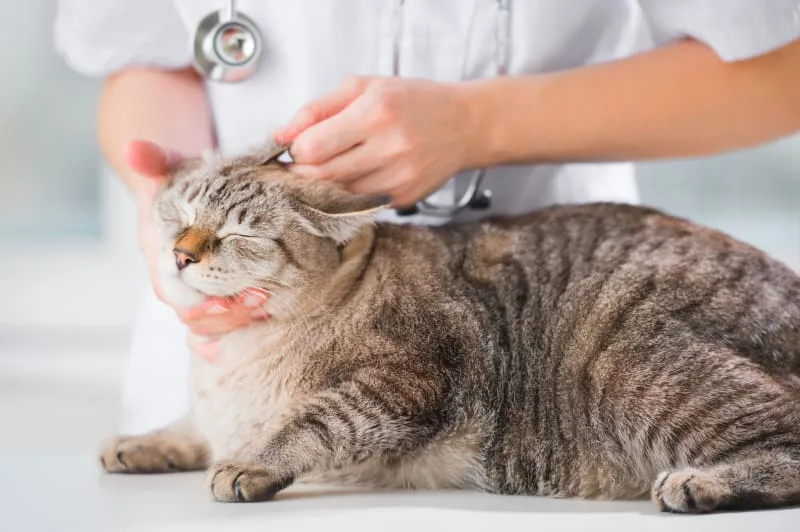 How Often Do You Take a Cat to the Vet?