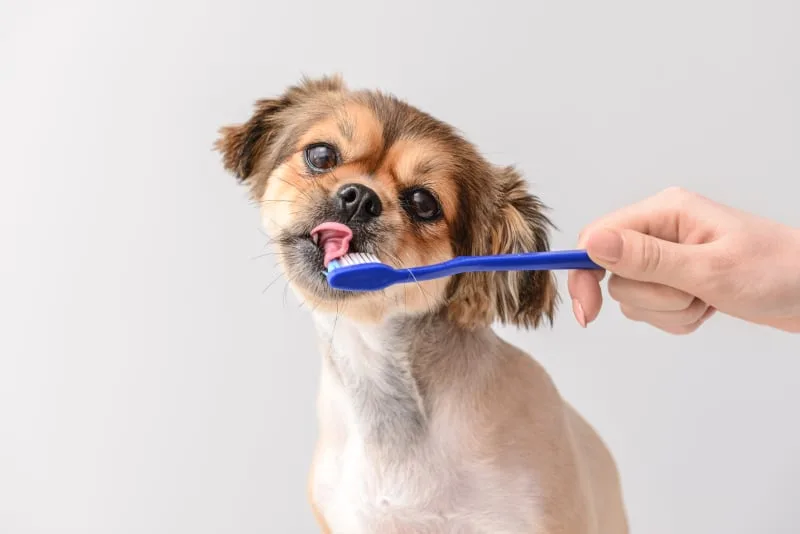 Dog Oral Care - How to Take Care of Your Dog's Teeth