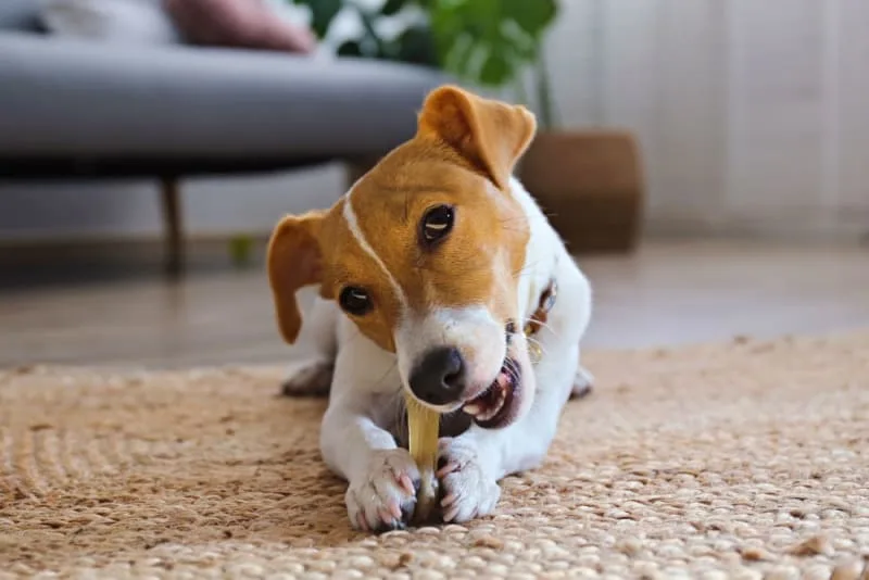 Do Dental Chews Really Work for Dogs?