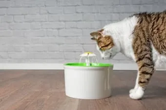 Cat Won't Drink Water: Is This an Emergency?