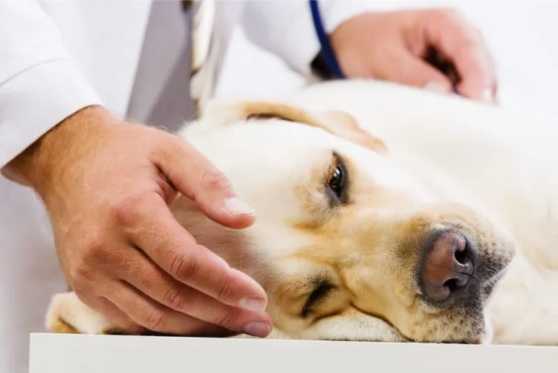 Acute Kidney Failure in Dogs