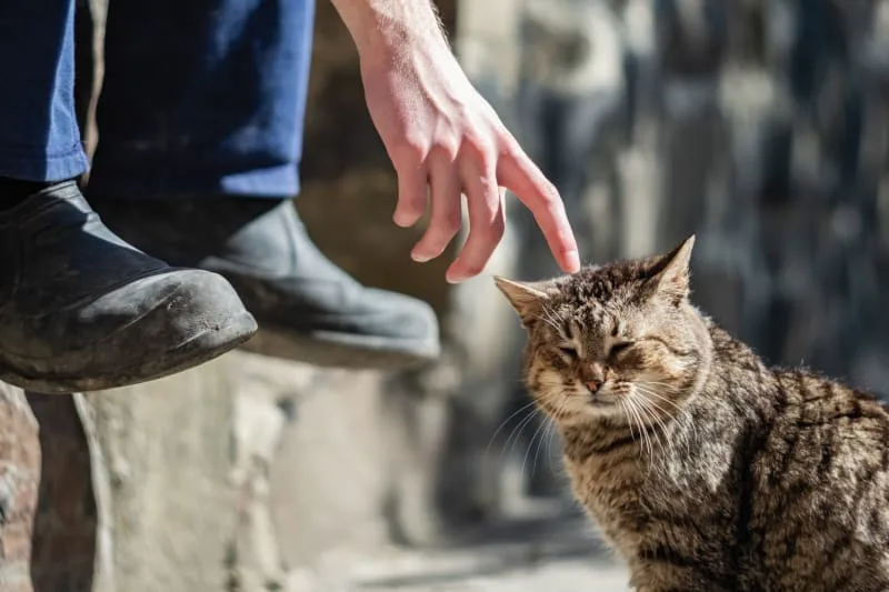 Aging cats: When Is a Cat Considered a Senior?