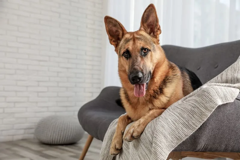 Osteoarthritis in Dogs - Symptoms & Treatment