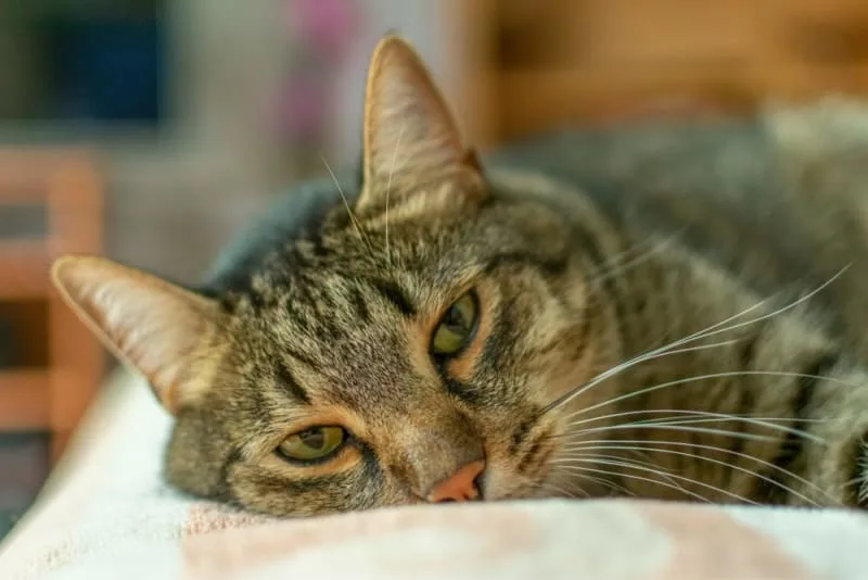 Cat Urinary Tract Infection