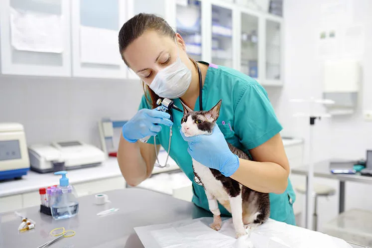 Ear Infections in Cats - Symptoms & Treatments