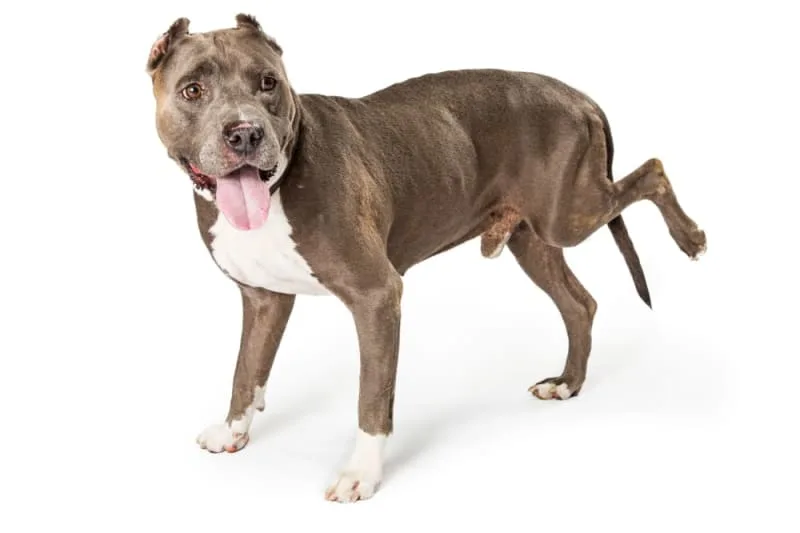 Orthopedic Surgery for Dogs