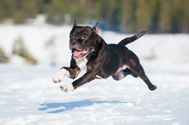 FHO Surgery in Dogs