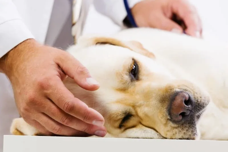 What to Say When Someone Loses a Pet