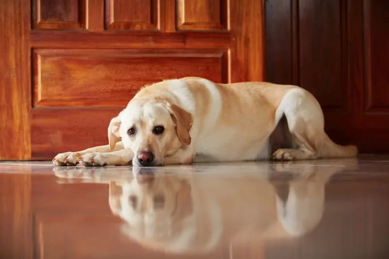 What is Pulmonic Stenosis in Dogs