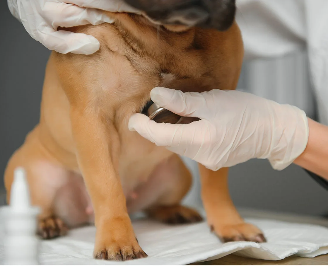 veterinary cardiolgy french bulldog with stethoscope with hands