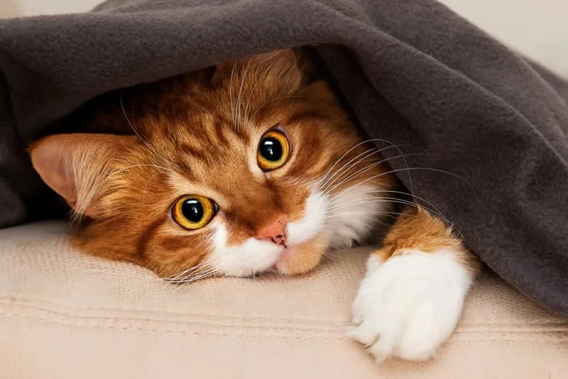 Cat Vaccination Schedule