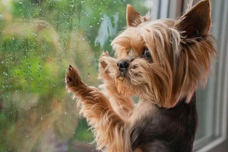 Leaving a Puppy Alone at Home for the First Time: How to Prepare