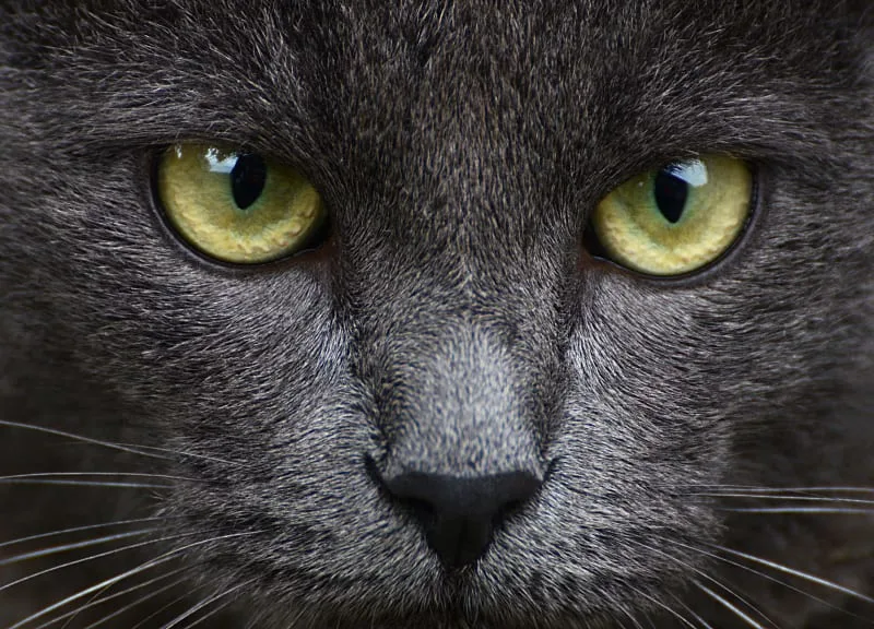 Cataracts In Cats