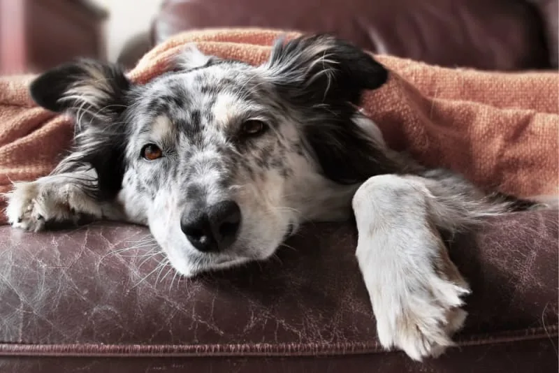 What is Kennel Cough in Dogs? Symptoms, Treatment & Prevention