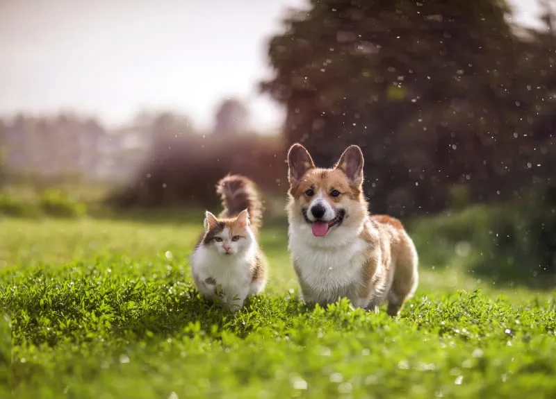 What You Need to Know About FHO Surgery in Dogs and Cats