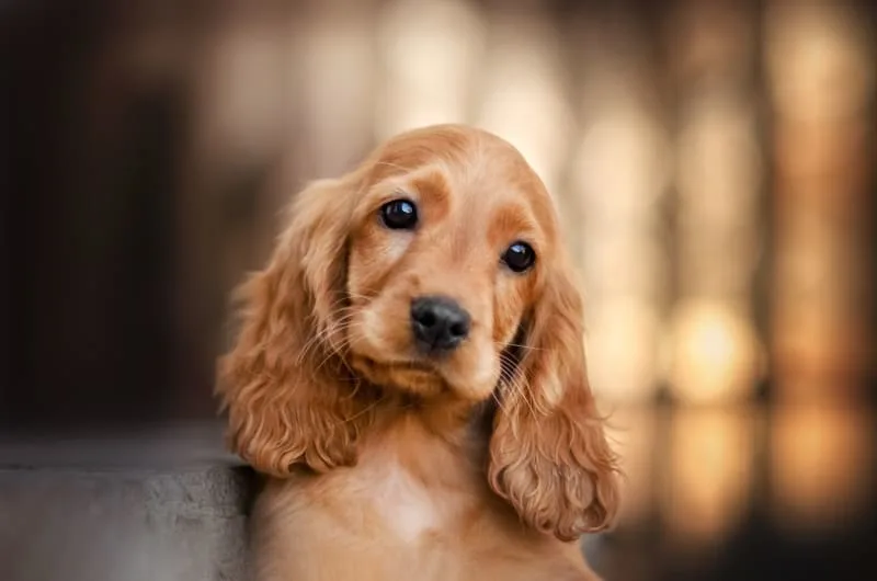 Thyroid Hormone Testing in Dogs