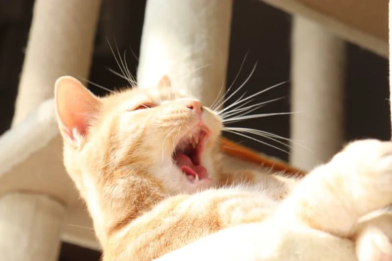 Signs and Symptoms of Asthma in Cats