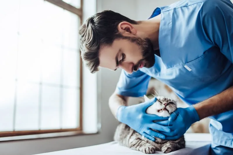 How Often Do You Take a Cat to the Vet?