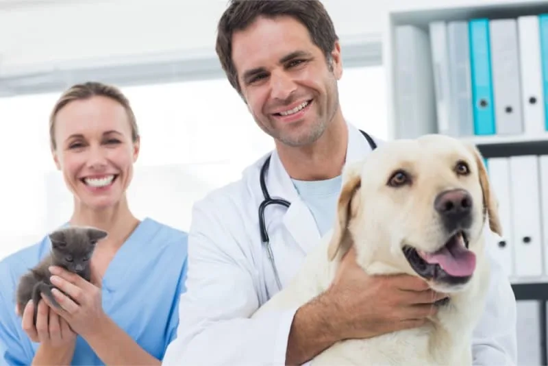 Choosing the Right Vet Clinic
