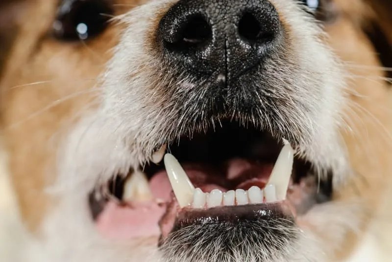 Dental Disease in Dogs - Common Problems