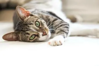 How to Spot and Treat Leptospirosis in Cats
