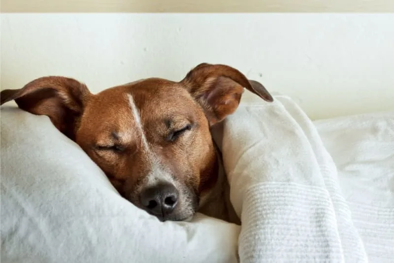 Anesthesia for Dogs: What to Expect