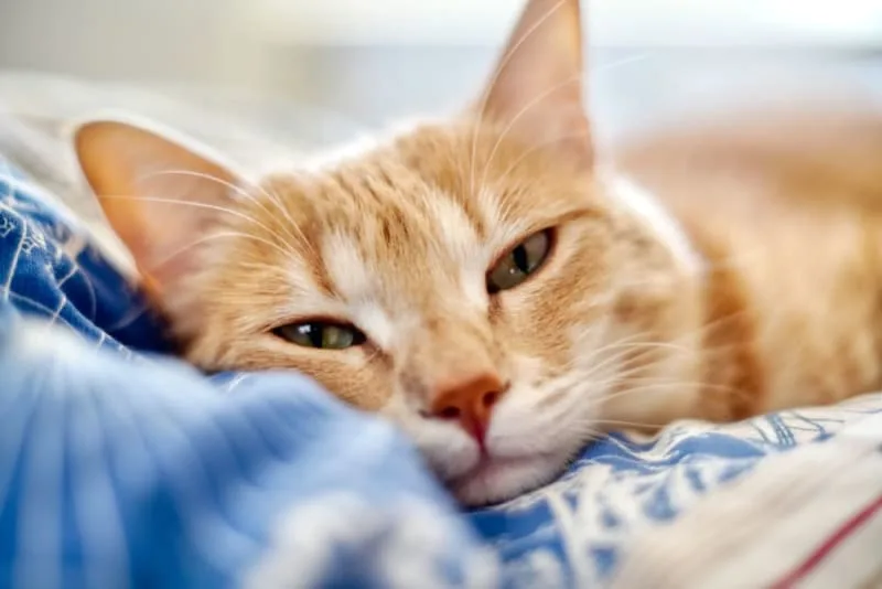 Asthma in Cats: Symptoms and Treatments