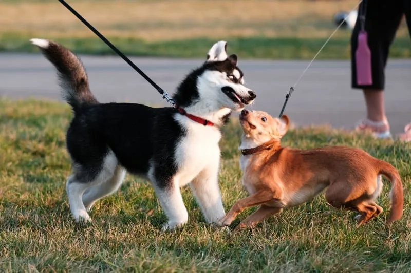What Is Bordetella In Dogs?