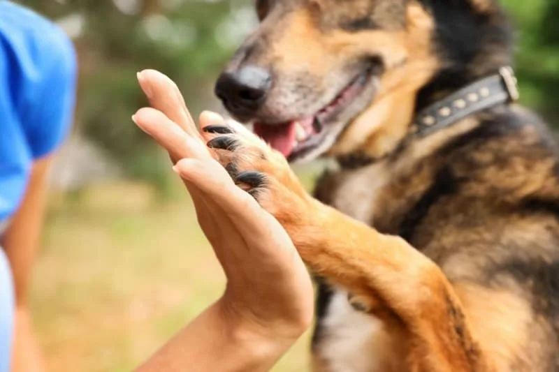 Animal Shelters in Inverness, Beverly Hills, Lecanto, & Homosassa Springs, FL