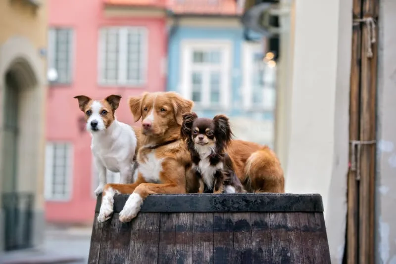 When is a dog considered senior?