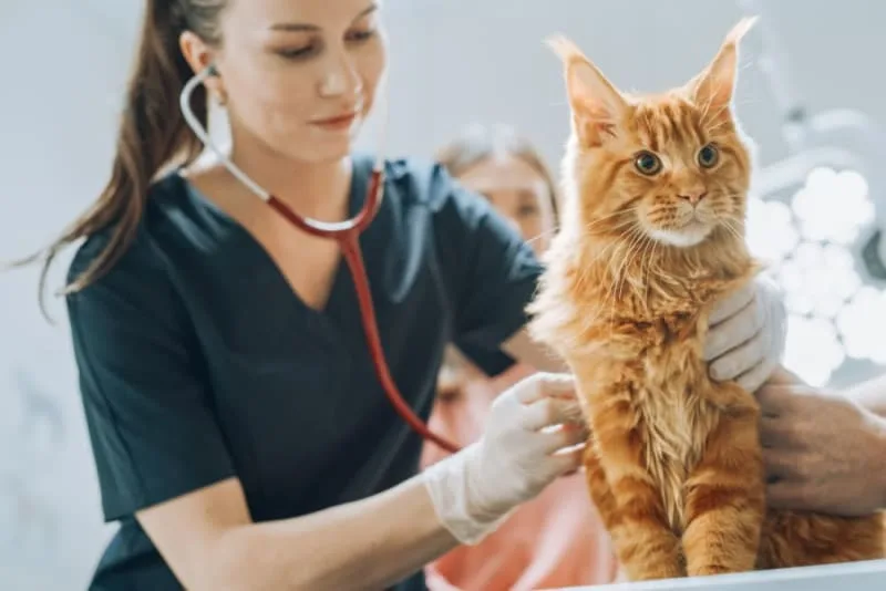 How often should you take a cat to the vet?