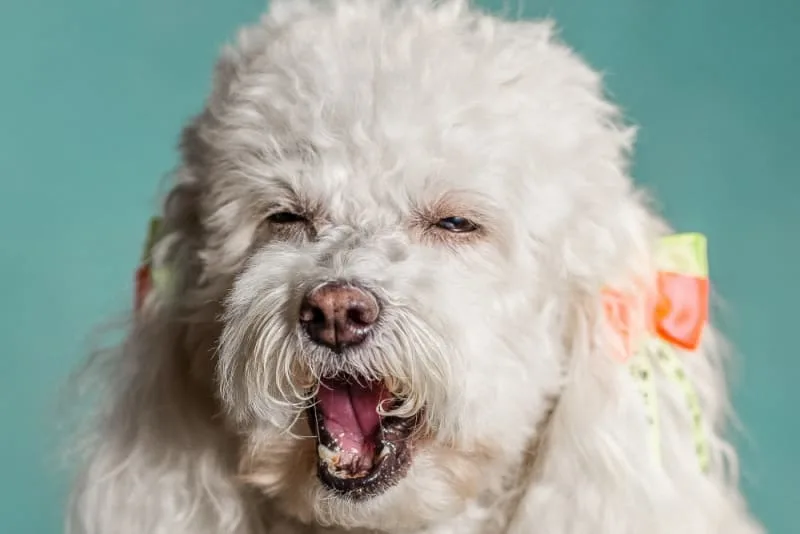 How to Treat Mold Allergies In Dogs