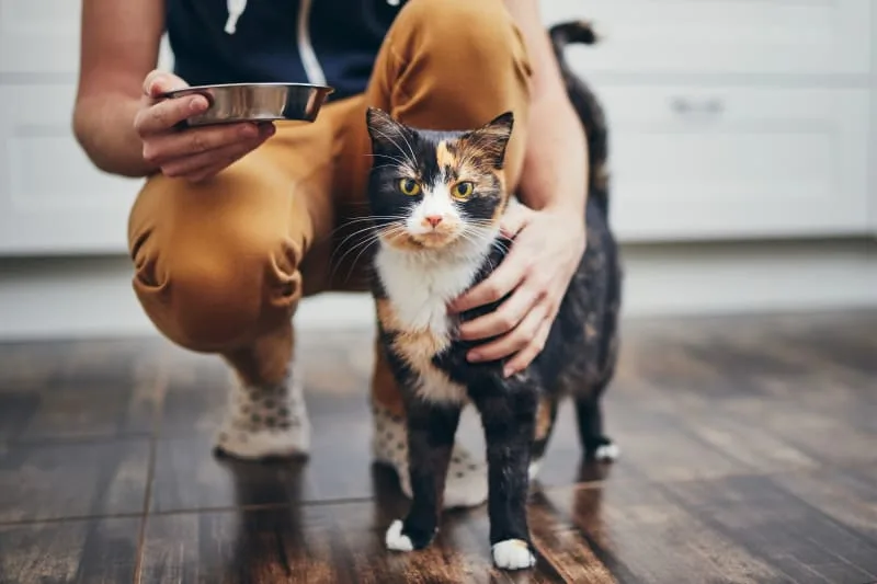 Can Dry Food Cause Kidney Failure In Cats?