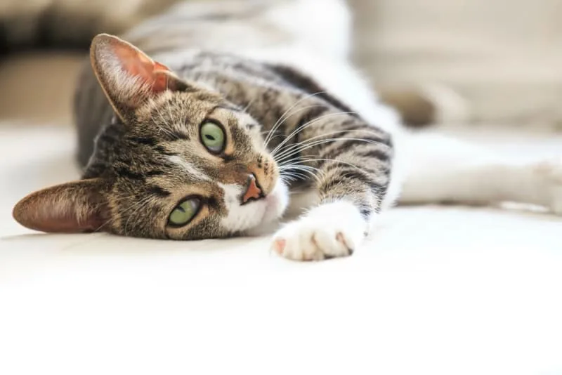 How to Spot and Treat Leptospirosis in Cats