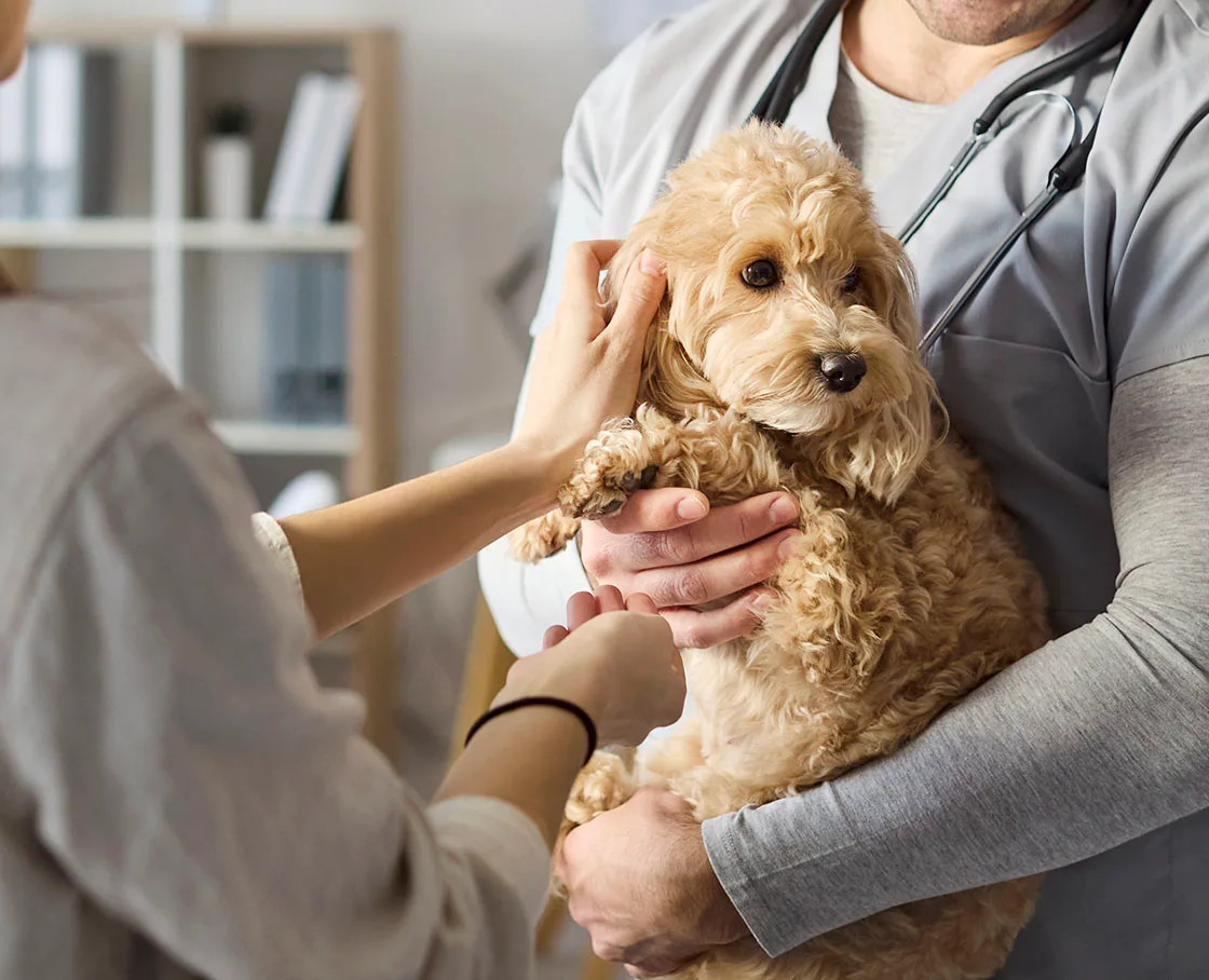 man and woman with cocker spaniel in appointment