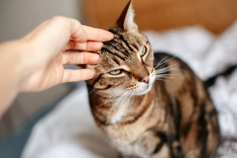 Aural Hematomas in Cats: When is Surgery Needed