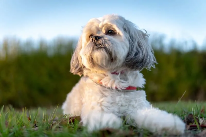 Malocclusions in Dogs